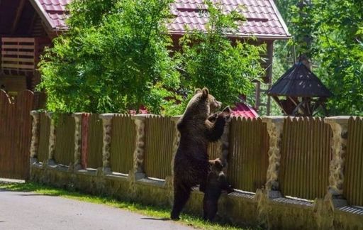 Trei mesaje RO-Alert emise de autorităţile din Prahova, după apariţia unor urşi în localităţi
