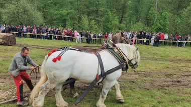 Procurorii din Năsăud fac cercetări in rem după ce un cal de tracţiune a murit, după ce a fost pus să tragă un buştean de mari dimensiuni, la un festival din Sângeorz-Băi