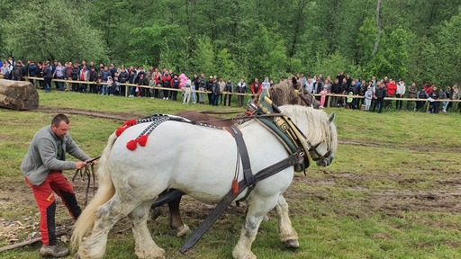 Procurorii din Năsăud fac cercetări in rem după ce un cal de tracţiune a murit, după ce a fost pus să tragă un buştean de mari dimensiuni, la un festival din Sângeorz-Băi