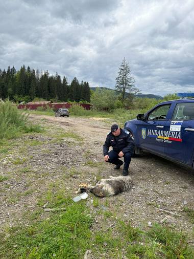 Suceava: Poliţiştii fac cercetări după ce o femeie a legat un câine de o maşină pentru a-l abandona în zona unui râu - FOTO