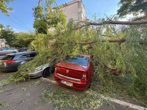 Copaci căzuţi pe DN 1, în localitatea Ciolpani din judeţul Ilfov. Circulaţia rutieră este restricţionată pe sensul de mers Ploieşti - Bucureşti