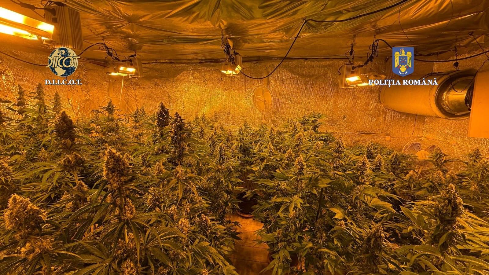 Locuinţa unui bărbat din judeţul Vâlcea, plină de plante de cannabis / Anchetatorii au găsit 44 de ghivece, cu plante având între 60 şi 140 de centimetri / Suspectul a fost reţinut – FOTO / VIDEO