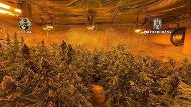 Locuinţa unui bărbat din judeţul Vâlcea, plină de plante de cannabis / Anchetatorii au găsit 44 de ghivece, cu plante având între 60 şi 140 de centimetri / Suspectul a fost reţinut – FOTO / VIDEO