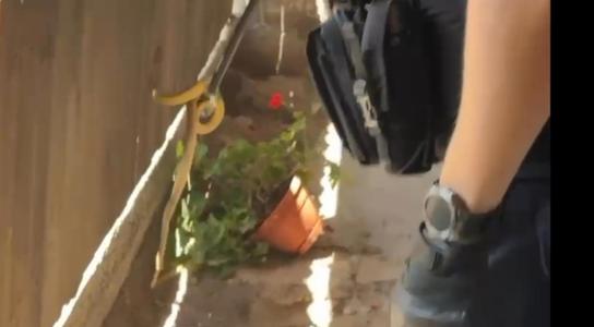 Tulcea: Jandarmii au intervenit pentru îndepărtarea unui şarpe care se ascunsese într-o glastră aflată pe pervazul unei case VIDEO