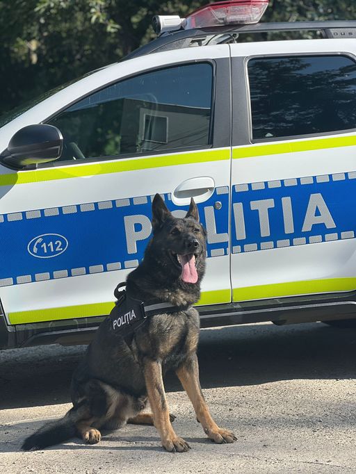 Neamţ: Doi bărbaţi cu feţele acoperite au jefuit un vecin căruia i-au furat un portofel în care avea 4.000 de euro / Ei au fost prinşi de poliţişti cu ajutorul unui câine specializat în analizarea mirosul uman când îşi incendiau hainele purtate la jaf 