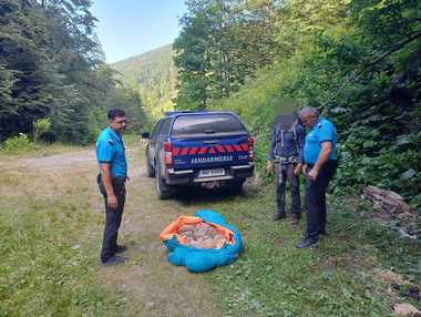 Intervenţie inedită a jandarmilor montani din Braşov: la solicitarea unor turişti, au salvat un câine de talie mare, care nu se mai putea deplasa. Animalul a fost dus la veterinar
