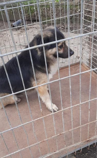 Tânăr din Paşcani cercetat după ce a aruncat de la etaj câinele prietenei sale, patrupedul murind pe loc