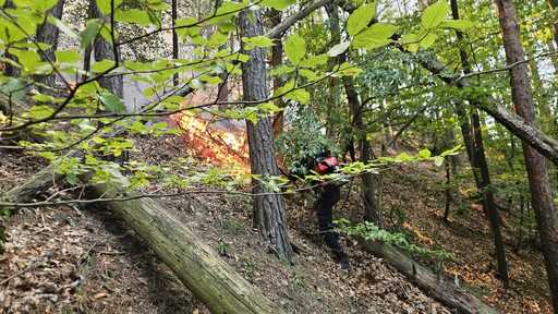 Alba: Intervenţie dificilă a pompierilor pentru stingerea unui incendiu de vegetaţie, în zona localităţii Laz. Vântul întreţine focul, iar în cursul nopţii un urs şi-a făcut apariţia în zona în care intervin salvatorii