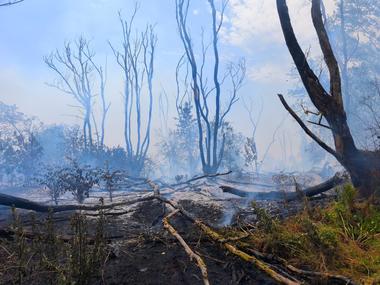 Tulcea: Pompierii intervin pentru stingerea unui incendiu care se manifestă la vegetaţie uscată şi fond forestier în apropierea localităţii Chilia / Elicopterul Black Hawk a ajuns la locul intervenţiei