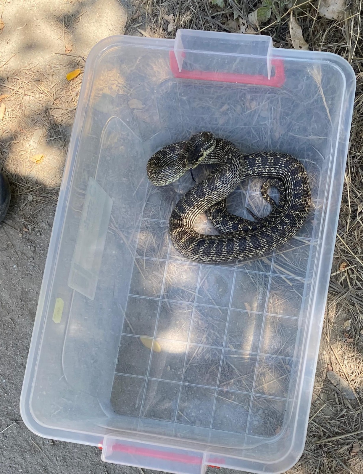 Jandarmii au fost chemaţi pentru a îndepărta un şarpe aflat în apropierea Gării Mangalia / Ei au stabilit că reptila era un balaur dobrogean, specie inofensivă pentru om şi protejată - FOTO, VIDEO
