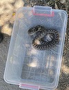 Jandarmii au fost chemaţi pentru a îndepărta un şarpe aflat în apropierea Gării Mangalia / Ei au stabilit că reptila era un balaur dobrogean, specie inofensivă pentru om şi protejată - FOTO, VIDEO