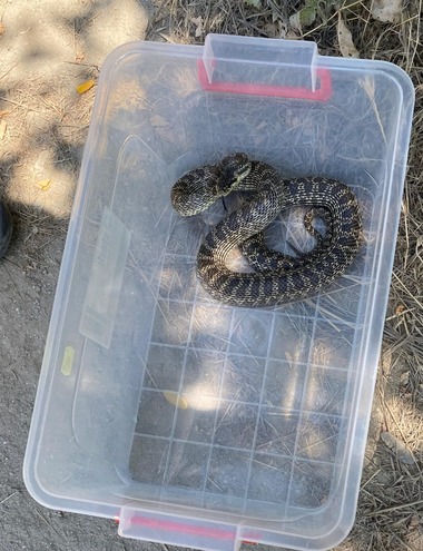 Jandarmii au fost chemaţi pentru a îndepărta un şarpe aflat în apropierea Gării Mangalia / Ei au stabilit că reptila era un balaur dobrogean, specie inofensivă pentru om şi protejată - FOTO, VIDEO