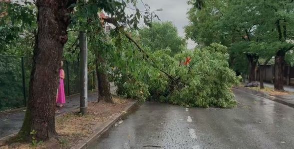 Timiş: Acoperiş căzut peste un copil de 10 ani şi mai mulţi copaci prăbuşiţi peste maşini sau peste drumuri, după o furtună puternică. Micuţul este în stare stabilă şi conştient/ Judeţul se află sub cod roşu de vijelie