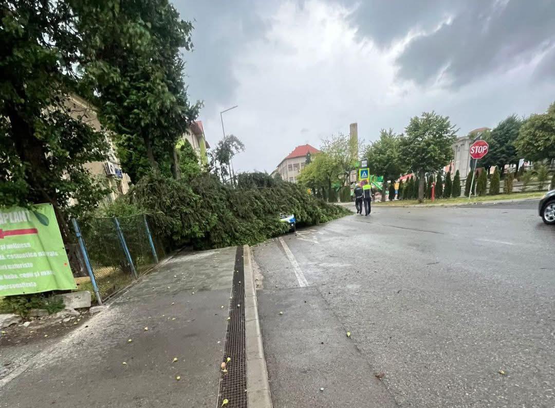 Trafic blocat în judeţul Harghita, pe DN 13B, din cauza copacilor căzuţi pe carosabil