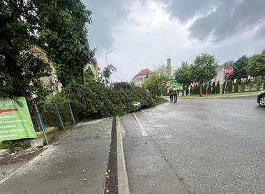 Trafic blocat în judeţul Harghita, pe DN 13B, din cauza copacilor căzuţi pe carosabil