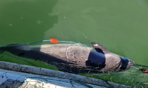 Tulcea: Poliţiştii de frontieră au descoperit opt sturioni şi un delfin, prinşi în plase de pescuit / Aceştia au fost eliberaţi în mediul natural - FOTO
