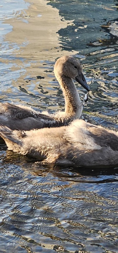 Bihor: Pui de lebădă salvat de pompieri din apele Crişului Repede - FOTO