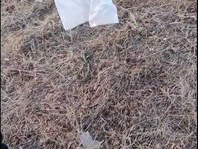 Şarpe îndepărtat de pe terasa unei case din judeţul Constanţa / Jandarmii l-au prins şi i-au dat drumul în afara localităţii – VIDEO

