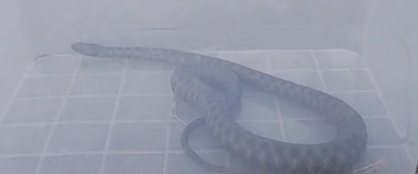 Jandarmii, chemaţi să îndepărteze un şarpe dintr-un parc aglomerat din Mangalia - VIDEO