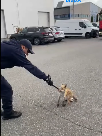 Intervenţie a jandarmilor pentru prinderea unei vulpi într-un parc industrial din judeţul Braşov / Animalul era speriat şi dezorientat – VIDEO