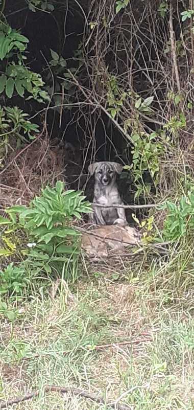 Vâlcea: Doi bărbaţi au fost amendaţi în total cu 24.000 de lei după ce au abandonat mai mulţi câini în două comune - FOTO
