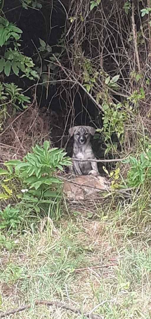 Vâlcea: Doi bărbaţi au fost amendaţi în total cu 24.000 de lei după ce au abandonat mai mulţi câini în două comune - FOTO

