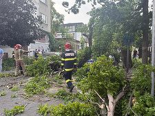 Cluj: Arbori puşi la pământ de vânt, fire de electricitate rupte de furtună. În Cluj Napoca, un cablu de curent a căzut peste un tramvai. Autorităţile raportează că nu sunt victime
