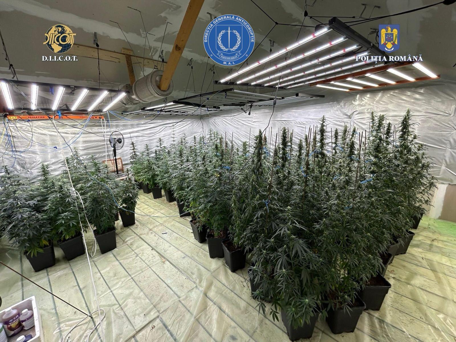 Poliţist din Dâmboviţa, cercetat pentru trafic de droguri / A dezvoltat împreună cu soţia sa o cultură indoor de canabis / 121 de plante descoperite la percheziţii