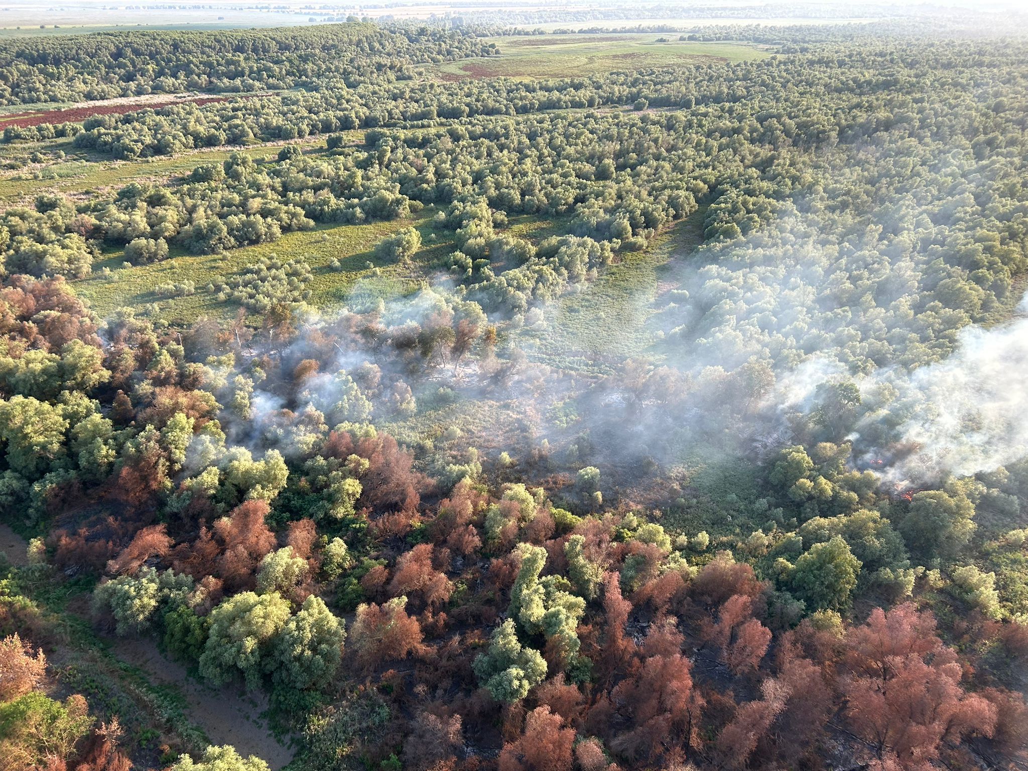 Tulcea: Incendiu vegetaţie uscată, stuf şi fond forestier în localitatea Chilia Veche / Elicopter Black Haw, trimis la intervenţie - FOTO / VIDEO