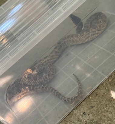 Constanţa: Balaur dobrogean de peste un metru lungime, prins de jandarmi într-o gospodărie din localitatea 2 Mai - FOTO, VIDEO