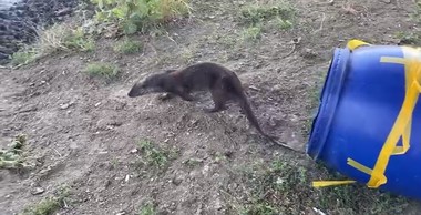 Satu Mare: O vidră a ajuns într-un salon de coafură din Carei/ Animalul, salvat şi eliberat în natură de jandarmi - VIDEO