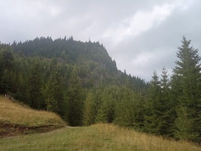 Bistriţa-Năsăud: Femeie rătăcită în pădure, în timp ce se afla la cules de ciuperci / Este căutată de mai multe echipaje