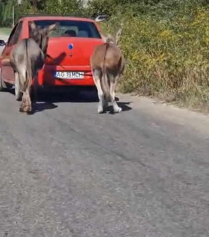 Anchetă a poliţiştilor de la Protecţia Animalelor Argeş, după ce o persoană a fost filmată în timp ce trage cu maşina doi măgari. Unul dintre animale, în stare de sănătate precară, abia se deplasează
