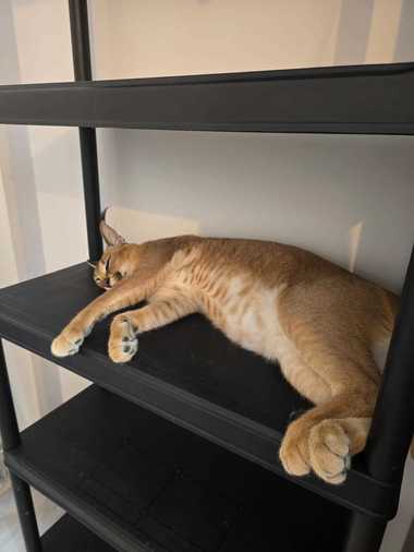 Ieşeanul care a scăpat un râs pe străzile Fălticeniului, sancţionat cu avertisment scris/ Animalul a rămas în custodia sa, până face dovada că are acte care atestă că el e proprietarul 
