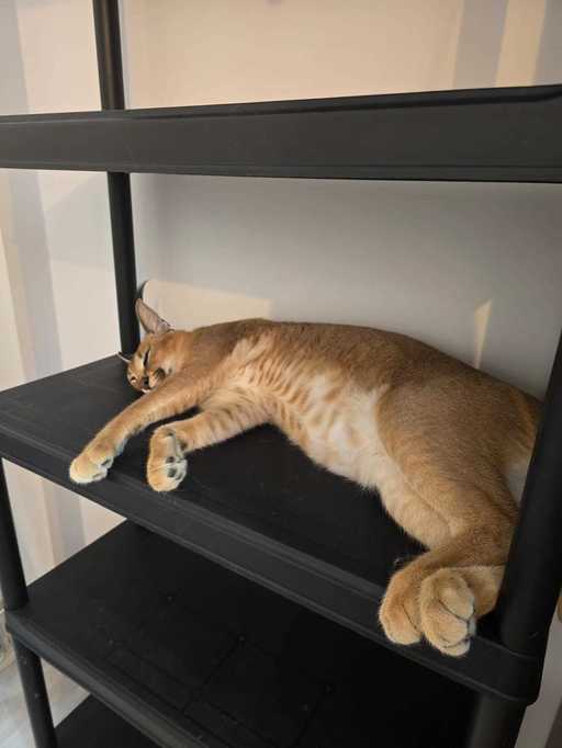 Ieşeanul care a scăpat un râs pe străzile Fălticeniului, sancţionat cu avertisment scris/ Animalul a rămas în custodia sa, până face dovada că are acte care atestă că el e proprietarul 
