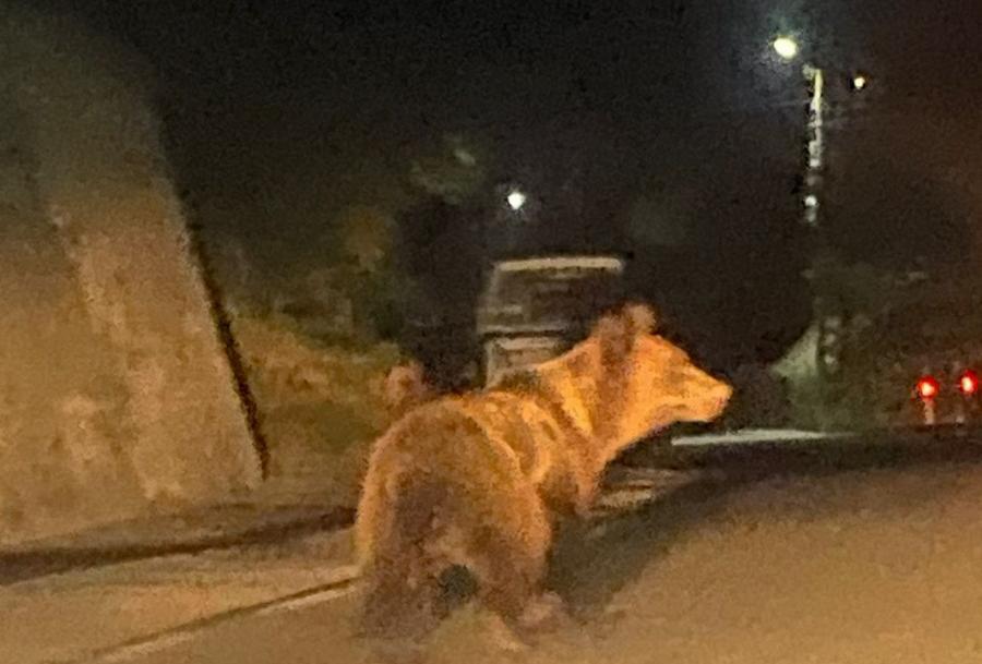 Vâlcea: Cinci intervenţii ale Jandarmeriei, în trei zile, după ce urşii şi-au făcut apariţia în localităţi. La Muereasca, un urs s-a plimbat pe drumul principal din comună VIDEO