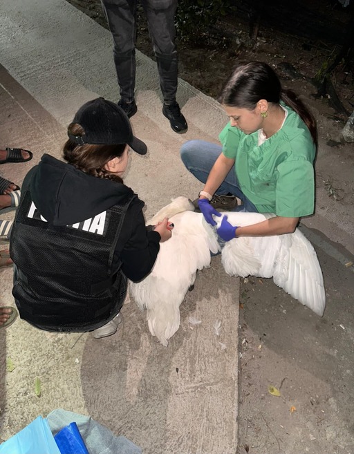 Ilfov: Două lebede albe, capturate din zona râului Argeş, salvate de poliţiştii de la Protecţia Animalelor/ Cinci suspecţi, cercetaţi în acest dosar