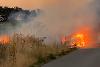 Incendiu de proporţii la o cultură de viţă-de-vie, în judeţul Teleorman / Focul s-a extins pe 80 de hectare şi e greu de stins, din cauza vântului puternic
