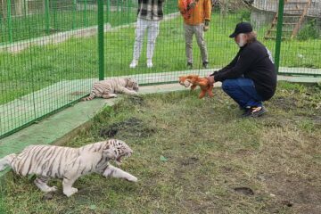 Mai multe instituţii vor face verificări la o grădină zoologică privată din judeţul Suceava, după ce un băiat de cinci ani a fost muşcat de un animal sălbatic