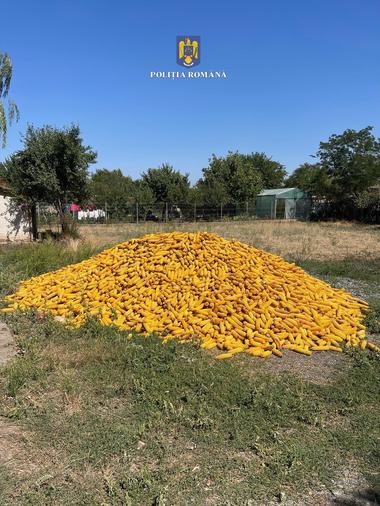 O firmă agricolă din Călăraşi nu a mai apucat că recolteze porumbul pe care îl semănase pe mai bine de 7 hectare, pentru că i l-au recoltat hoţii / Poliţia a recuperat a zecea parte din prejudiciu / Zece persoane, între care şi minori, cercetate