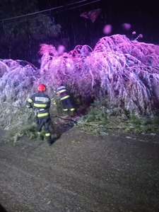 Hunedoara - Zeci de copoaci doborâţi de vânt şi circulaţie perturbată pe mai multe drumuri din judeţ - FOTO