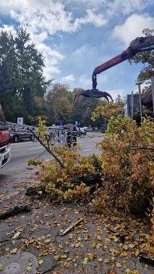 Muncitor rănit, după ce un arbore a căzut peste el, în timp ce toaleta spaţiul verde, în municipiul Braşov