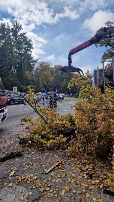 Muncitor rănit, după ce un arbore a căzut peste el, în timp ce toaleta spaţiul verde, în municipiul Braşov