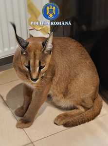 Anchetă a Poliţiei, după ce la locuinţa unei persoane din Argeş au fost găsite două exemplare de râs african. Conform legii, cu privire la acest animal există restricţii severe privind comerţul, transportul şi deţinerea în afara arealului natural - FOTO
