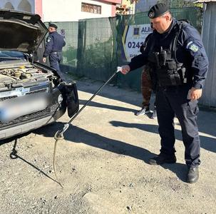 Tulcea: Jandarmii au intervenit, după ce un şofer a observat un şarpe pe parbrizul autoturismului în timp ce conducea / Reptila s-a ascuns apoi în zona motorului