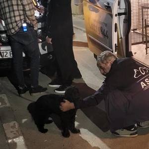Bucureşti: Bărbatul filmat când îşi loveşte câinele, urmărit penal / Anchetatorii au stabilit că animalul a fost lovit în mod repetat / Câinele, preluat de ASPA Bucureşti

