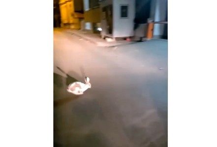 Inspectoratul de Jandarmi Judeţean Galaţi: Iepure prins în centrul Galaţiului de o patrulă condusă de adjutantul Bogdan Epure - VIDEO, FOTO
