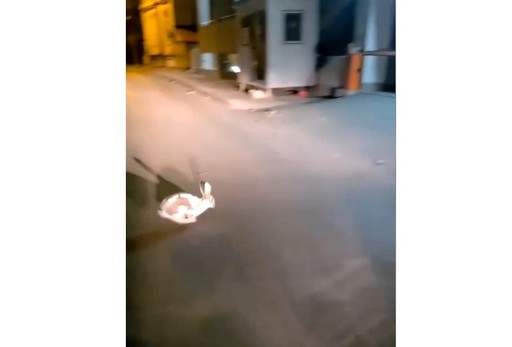 Inspectoratul de Jandarmi Judeţean Galaţi: Iepure prins în centrul Galaţiului de o patrulă condusă de adjutantul Bogdan Epure - VIDEO, FOTO
