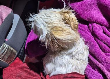 Hunedoara: Un bărbat a fost reţinut, după ce s-a certat cu soţia şi a aruncat pe fereastră căţelul familiei, de la etajul al doilea al unui bloc din Călan