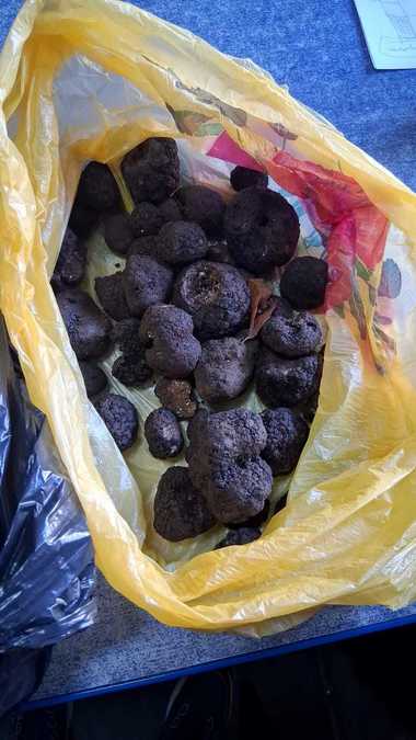 Suceava: Doi bărbaţi care au recoltat ilegal trufe, amendaţi/ La ei au fost găsite descoperite 2,6 kilograme de trufe